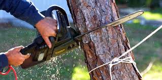 Best Root Management and Removal  in Lansford, PA