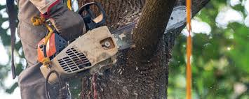 Trusted Lansford, PA Tree Removal Experts