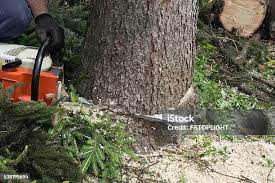 Best Tree Risk Assessment  in Lansford, PA