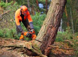 Best Aeration Services  in Lansford, PA