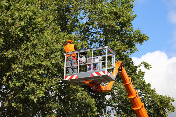Best Fruit Tree Pruning  in Lansford, PA