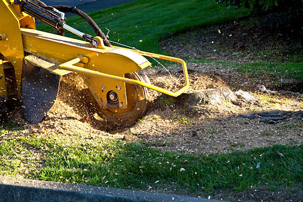 Best Organic Lawn Care Solutions  in Lansford, PA