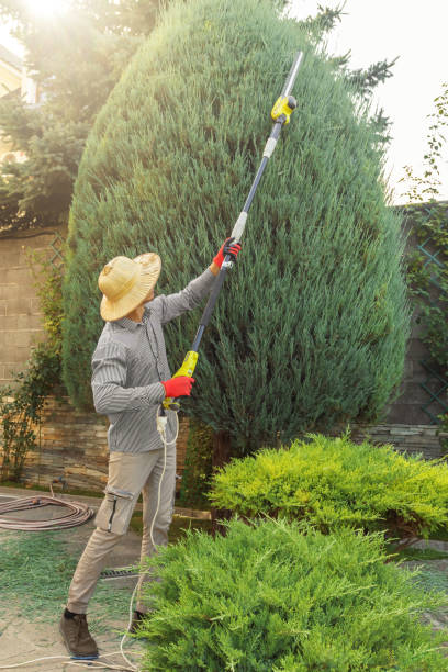 Best Utility Line Clearance  in Lansford, PA