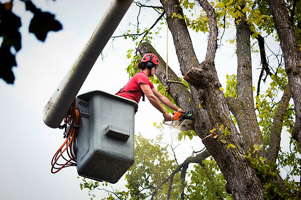 Best Fruit Tree Pruning  in Lansford, PA