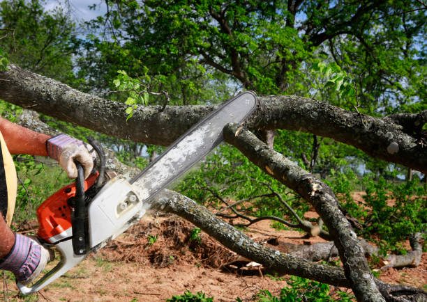 Best Tree Disease Treatment  in Lansford, PA
