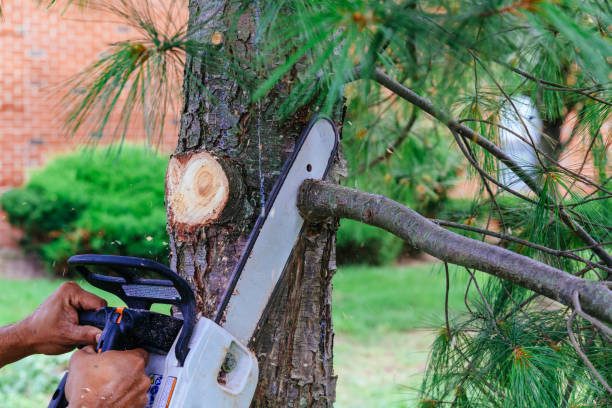 Best Tree Preservation Services  in Lansford, PA